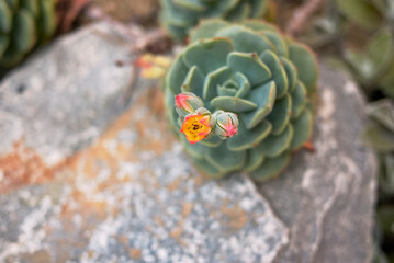 Echeveria derenbergii in bloom