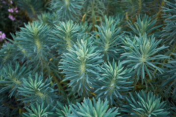 Euphorbia characias blue foliage