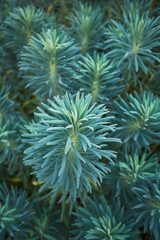 Euphorbia characias blue foliage
