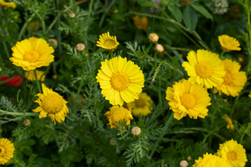 Glebionis coronaria