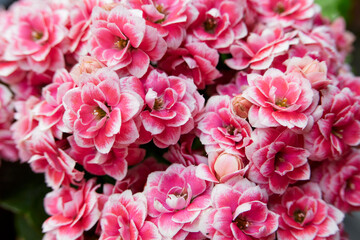 Kalanchoe blossfeldiana