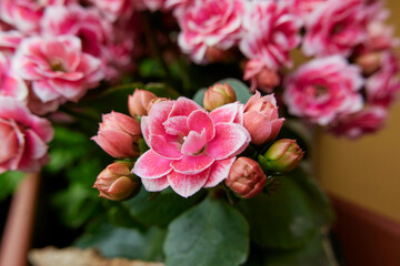 Kalanchoe blossfeldiana