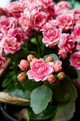 Kalanchoe blossfeldiana