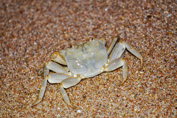 White crab on the Red Sea beach, Egypt, Hurghada