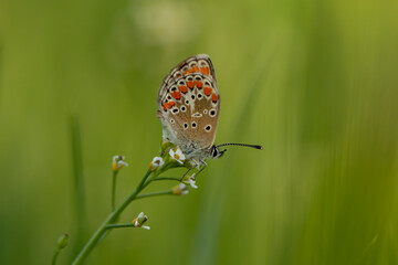 Brown Argus Butterfly (Aricia agestris)  on Light to White Natural Background