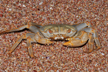 White crab on the Red Sea beach, Egypt, Hurghada