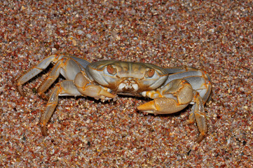 White crab on the Red Sea beach, Egypt, Hurghada