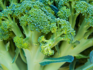 broccoli stem close up, stem fragment and greenery