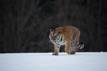 Obraz premium Siberian Tiger running in snow. Beautiful, dynamic and powerful photo of this majestic animal. Set in environment typical for this amazing animal. Birches and meadows