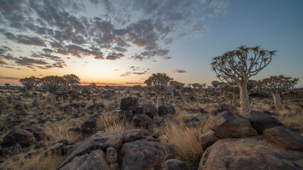 Desert landscape with with quiver trees (Aloe dichotoma), Northern Cape, South Africa