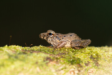 Triprion spinosus, also known as the spiny-headed tree frog, spiny-headed treefrog, spinyhead treefrog, coronated treefrog, and crowned hyla