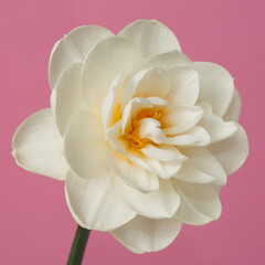 Delicate ivory narcissus flower isolated on pink background.