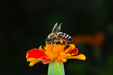 A bee sat on an orange flower, Ukraine