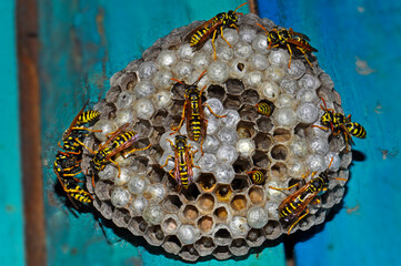 Wasp hive with wild wasps in the country