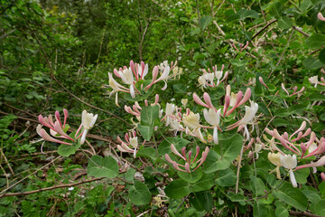 Lonicera caprifolium shrub in bloom