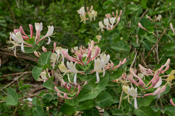 Lonicera caprifolium shrub in bloom