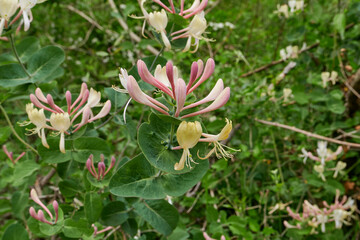 Lonicera caprifolium shrub in bloom