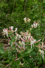 Lonicera caprifolium shrub in bloom