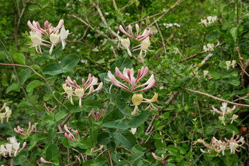 Lonicera caprifolium shrub in bloom