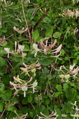 Lonicera caprifolium shrub in bloom - obrazy, fototapety, plakaty