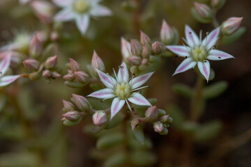 Obraz na płótnie Canvas Closeup of clusters tiny pink bloom sedum hispanicum or stonecrop flowers