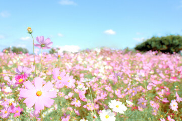満開のカラフルなコスモス畑と爽やかな青空