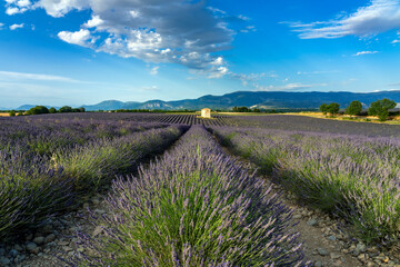 Fototapeta na wymiar Lavender field in region of Provence France