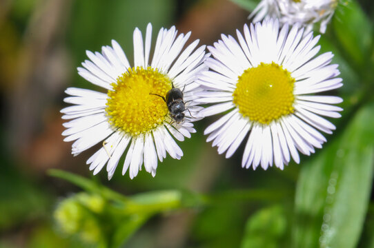 Small black beetle on two white daisies