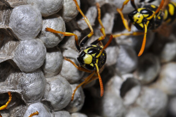 Wasp hive with wild wasps in the country