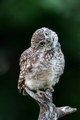 Funny Burrowing owl (Athene cunicularia) tilts his head in curiosity as he spots a photographer taking his picture.                                                              