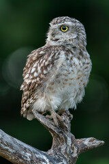 Cute Burrowing owl (Athene cunicularia) sitting on a branch. Blurry green background. Noord Brabant in the Netherlands.