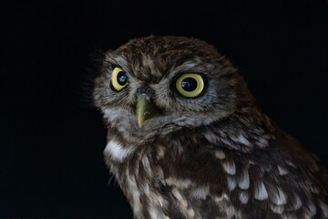 Portrait of a juvenile Little owl (Athene noctua) . Dark background. 
 Noord Brabant in the Netherlands.                                                              