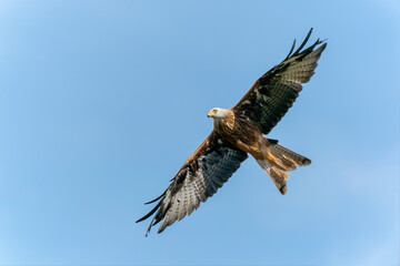 Beautiful Red kite (Milvus milvus) in flight isolated on a blue sky background. Noord Brabant in the Netherlands.                               