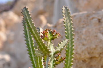 Bright purple flower