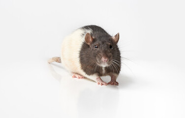 Grey and white pet rat isolated on white background