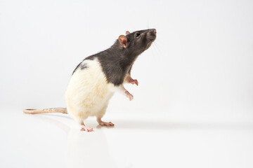 Gray and white rat standing on hind legs, isolated on white background