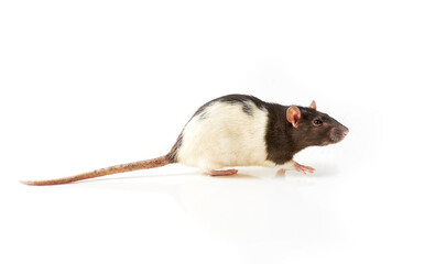 Domestic rat isolated on white background