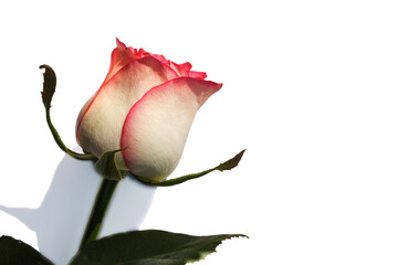 Fototapeta premium Close-up of a cute pink rose on a white background. Soft selective focus. Copy space for text. Template layout. Can be used for wallpaper, wedding card, web page banner