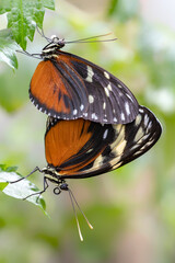 Fototapeta na wymiar Two beautiful Tiger longwing (Heliconius hecale) on a flower in the amazon rainforest in South America. Presious Tropical butterfly . Blurry green background. Tropical butterfly mating. 