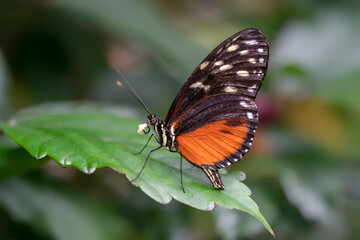  Beautiful Tiger longwing (Heliconius hecale) on a leaf in the amazon rainforest in South America. Presious Tropical butterfly . Blurry green background.      