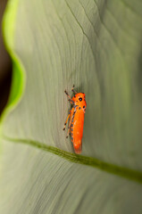 A small orange beetle sits on a green leaf, macro