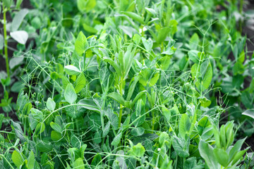 Bed of green peas close-up in the garden. Harvesting concept