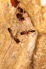 Large ants on a tree, Thailand, Phuket