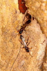 Large ants on a tree, Thailand, Phuket