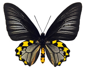 Troides hypolitus sangirensis (male)
Butterfly. 
Entomology In White Background