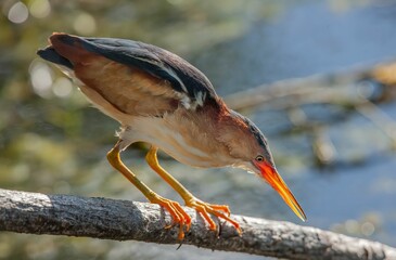 Closeup shot of a least bittern bird perched on a branch