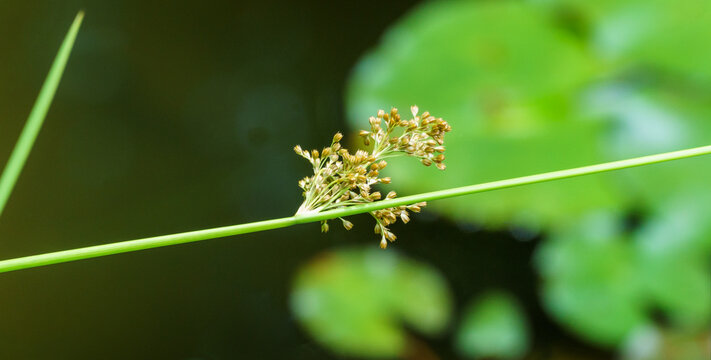 Close-up of blossom juncus effusus common  rush or soft rush on blurred green background. Juncus Effusus is perennial herbaceous flowering plant species family Juncaceae. Nature concept for design