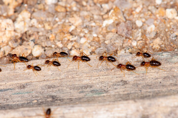 A group of termites walking on dry wood, macro