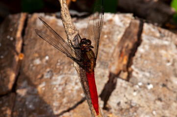 Red dragonfly sits on a branch, macro