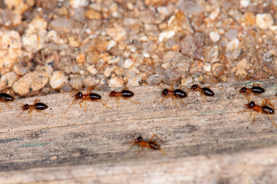 A group of termites walking on dry wood, macro